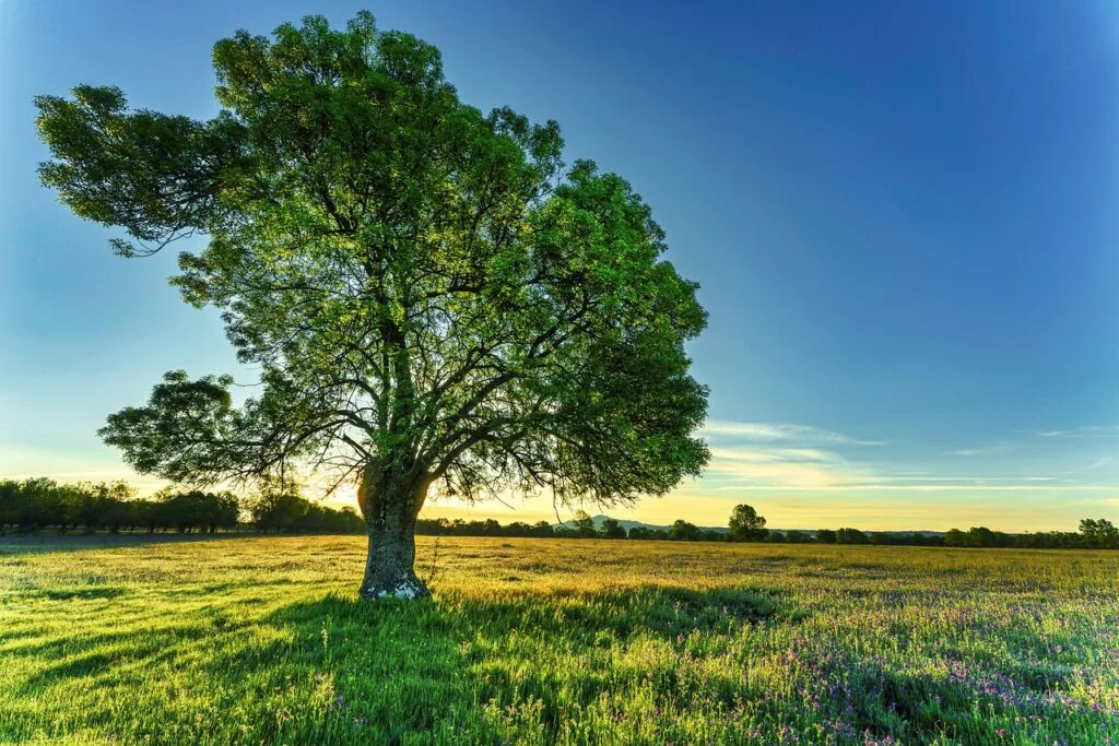 tree, sunrise, field, prairie, meadow, ash tree, green, light, calm down, spring, nature, landscape, tree, tree, tree, tree, tree, ash tree
